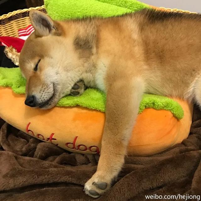 何炅说像做梦的《向往的生活》,宠物柴犬小h 因岁数小入选