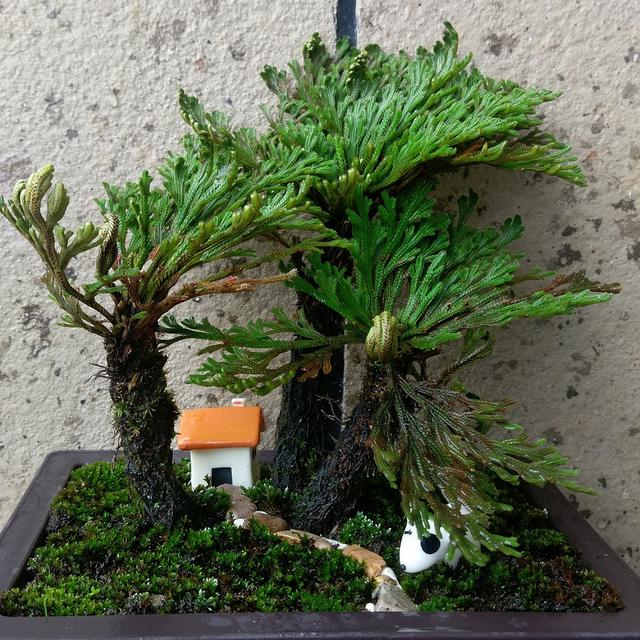 卷柏盆景的文化寓意,怎么养?