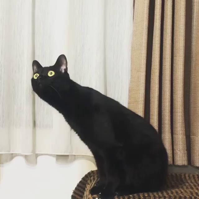 近日,有网友分享出了自家黑猫的一段喵片,画面中黑猫的呆萌模样是充满