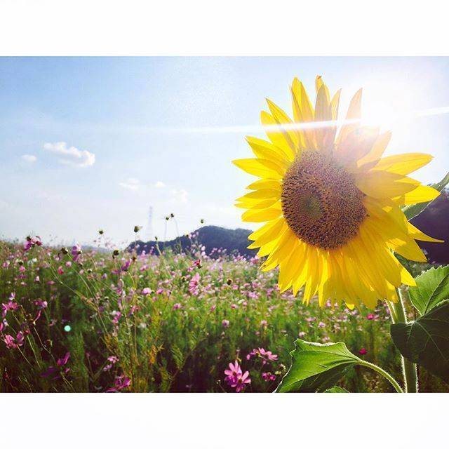 充满好运的太阳花新的一周好运连连