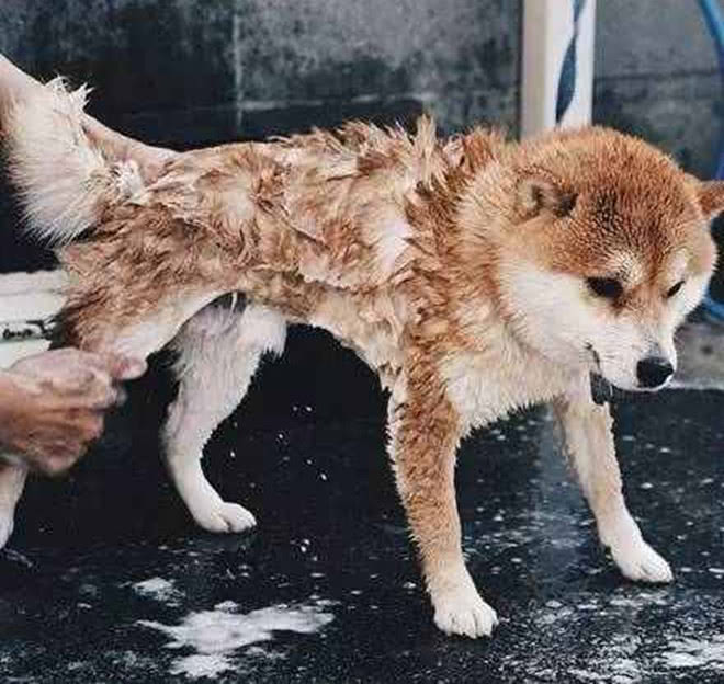 宠主给柴犬洗澡柴柴表情千变万化网友看了直呼心已酥