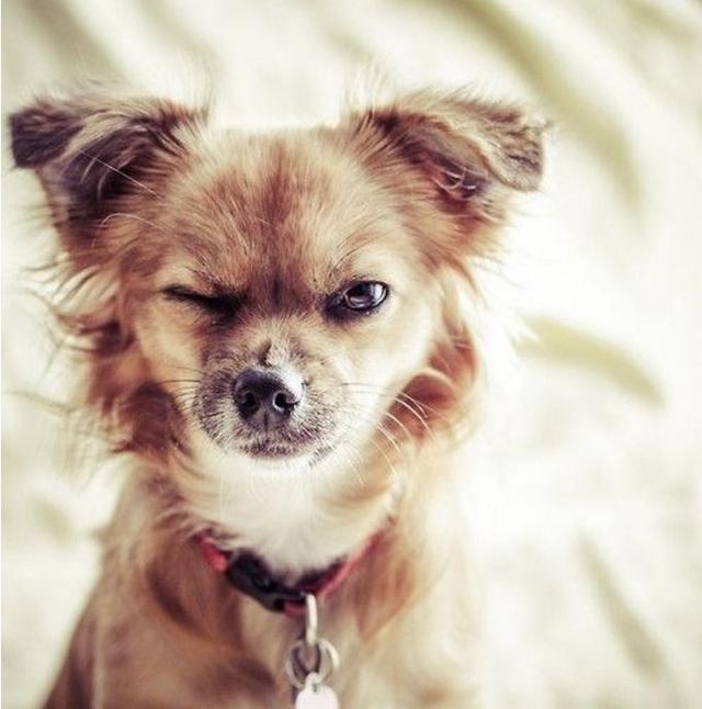 摆臭脸的宠物们,确定这样不会遭人恨