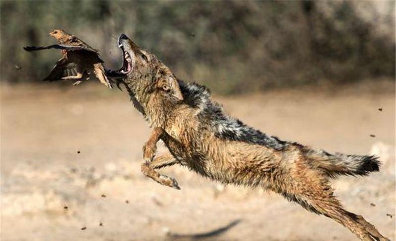 大自然弱肉强食的杀戮瞬间, 成王败寇不讲钱不看脸, 平头哥好惨