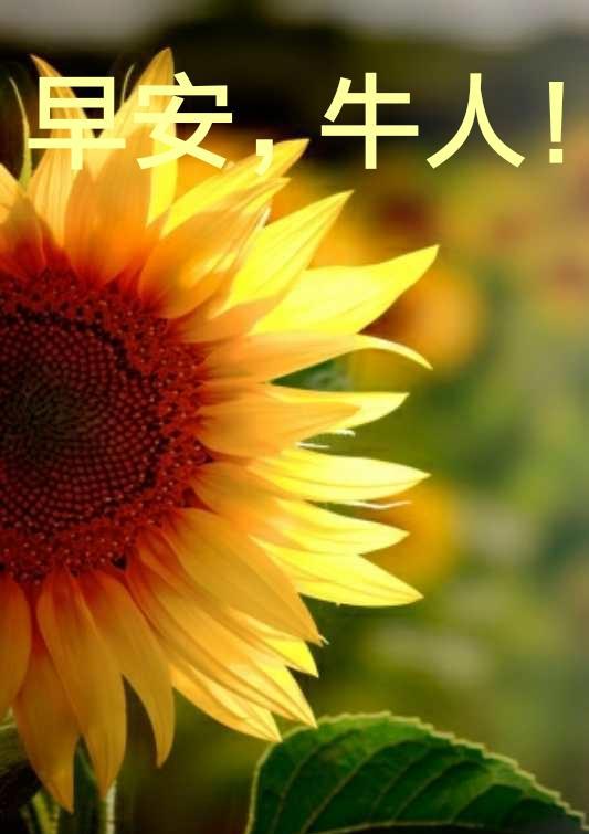 早安6月15日送你牛牛的牛气冲天