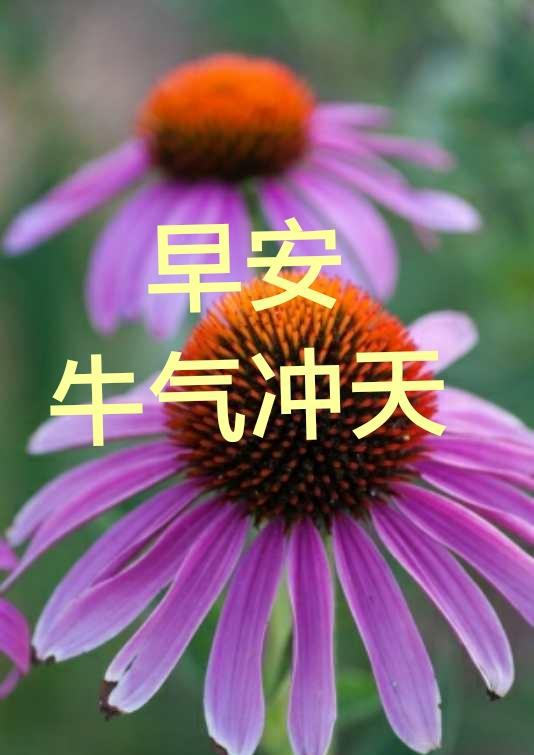 早安6月15日送你牛牛的牛气冲天