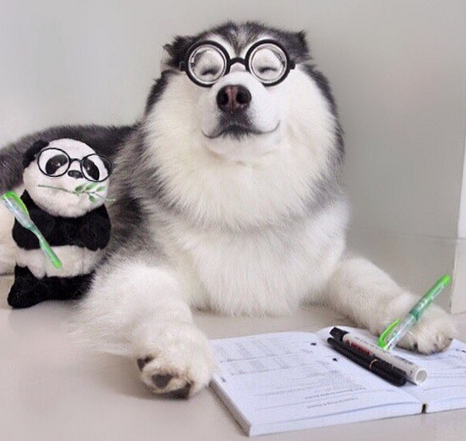 笑脸阿拉斯加犬,脸似熊猫,看了直想伸进屏幕撸一把!