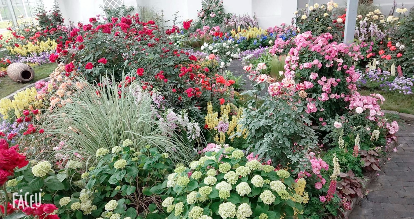 月季花价格