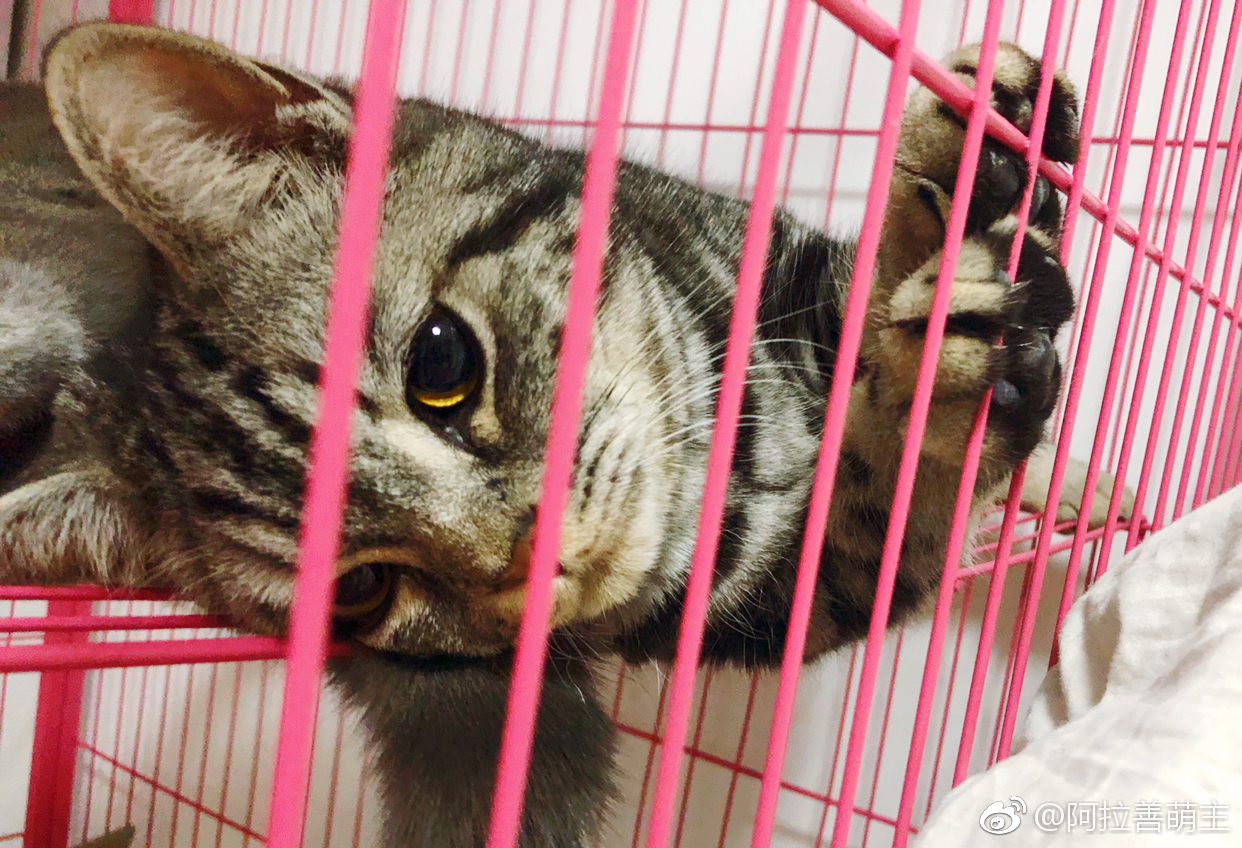 五月猫调皮被笼子实力上演铁窗泪