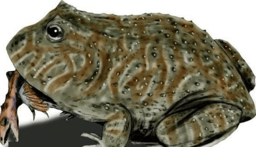 能吃小恐龙的魔鬼巨蛙, 史上最嗜血的大嘴宽达50公分