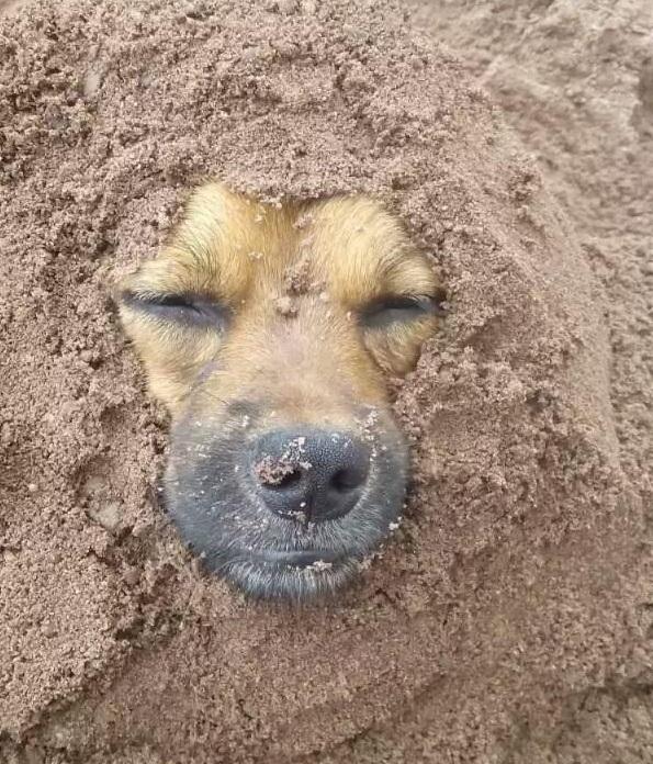 在路边看见的一只土狗, 被人埋在了沙子里, 它的眼神很可怕