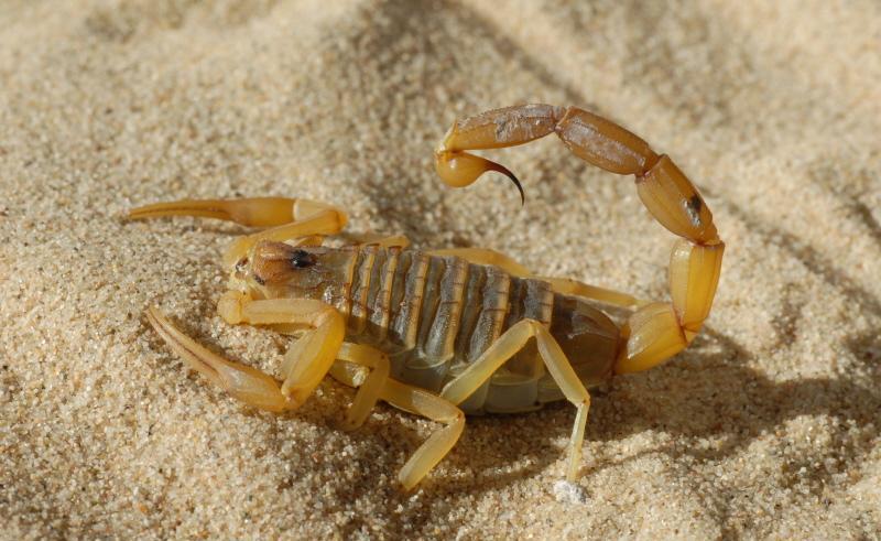 它们被称为亡灵哨兵生活在沙漠中是一种含有剧毒的蝎子