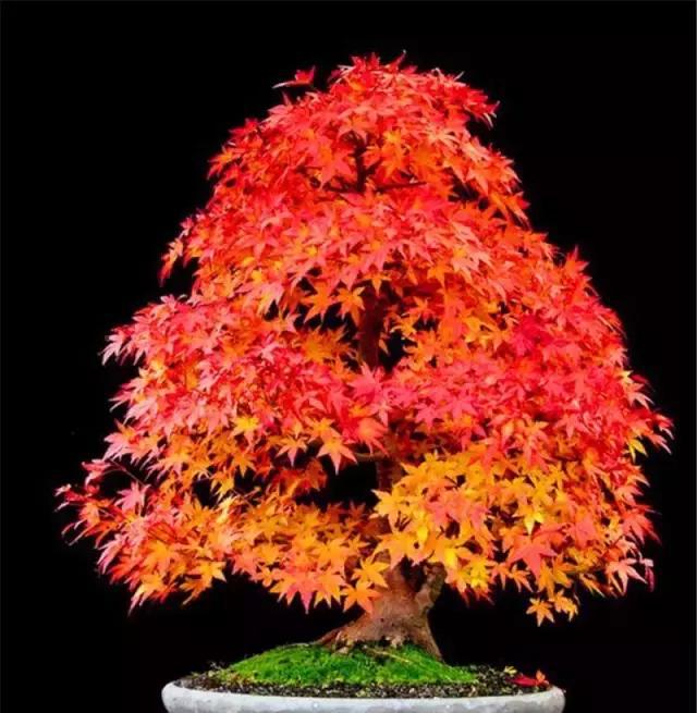如何制作红枫盆景?