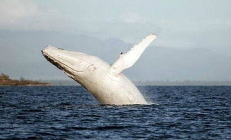 世上最罕见的4大变异动物,图1美得不可方物,图4全球仅此一只|座头鲸