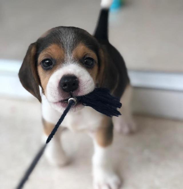 超可爱比格犬一举一动萌化你的心