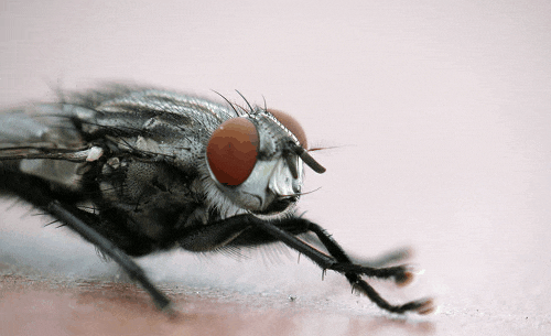 当然,这种粘在脚上的胶水也是导致苍蝇成为最容易传播疾病的原因之一.