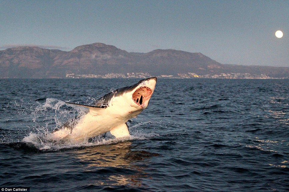 大白鲨正用力咀嚼海狗,一颗巨牙却应声断裂