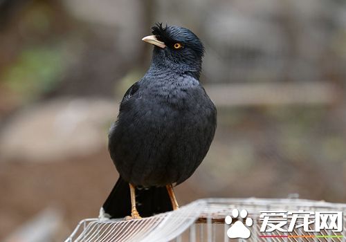 八哥怎么分辨公母,八哥鸟也有公的也有母的,有的宠物主人喜欢买那种母