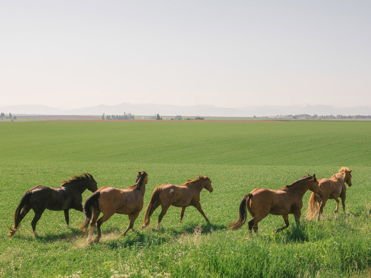 围捕摄影师兼导演 benjamin heath 曾与蒙大拿州西部的一个牧场主家