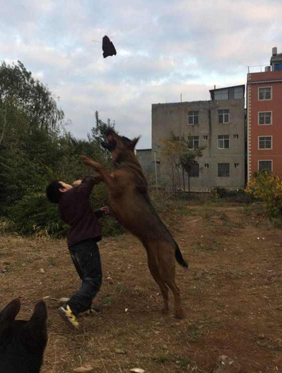 狼狗突然扑向小孩你绝对不知道的秘密