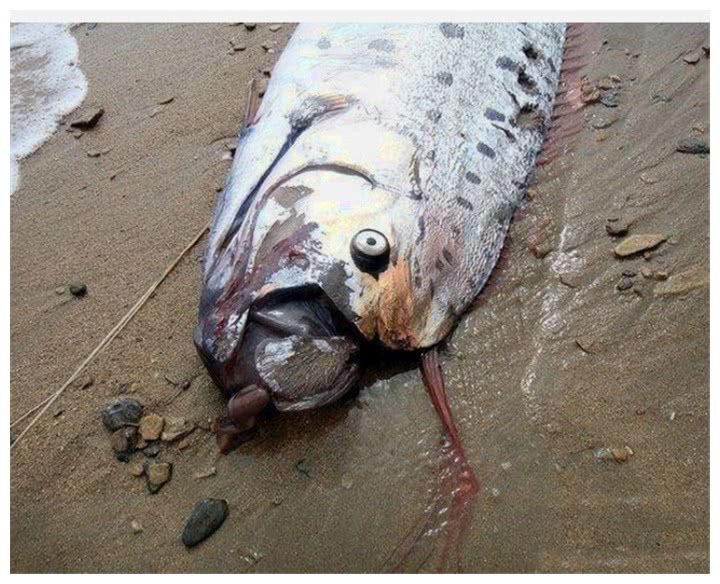 后经证实,它的学名为皇带鱼,是许多沿海国家海怪的原形,也是东南亚