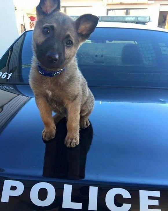 狗狗|人类|消防犬_新浪新闻