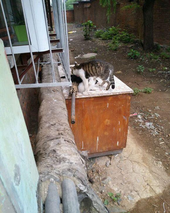 网友为流浪狗母子搭建狗窝后不久,引来流浪猫母子投奔,场面感人