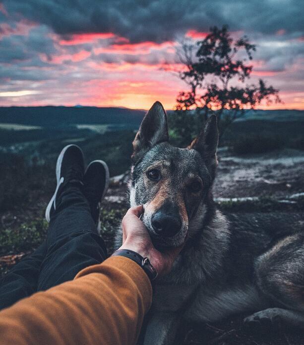 融化了捷克男子带汪星人去旅行记录硬汉狼犬蠢萌瞬间