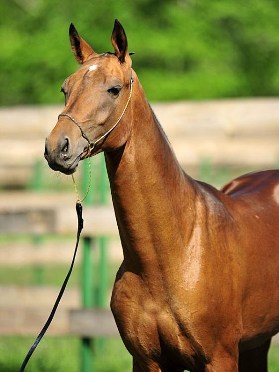 金庸小说中有不少马,究竟哪一匹马最好呢?