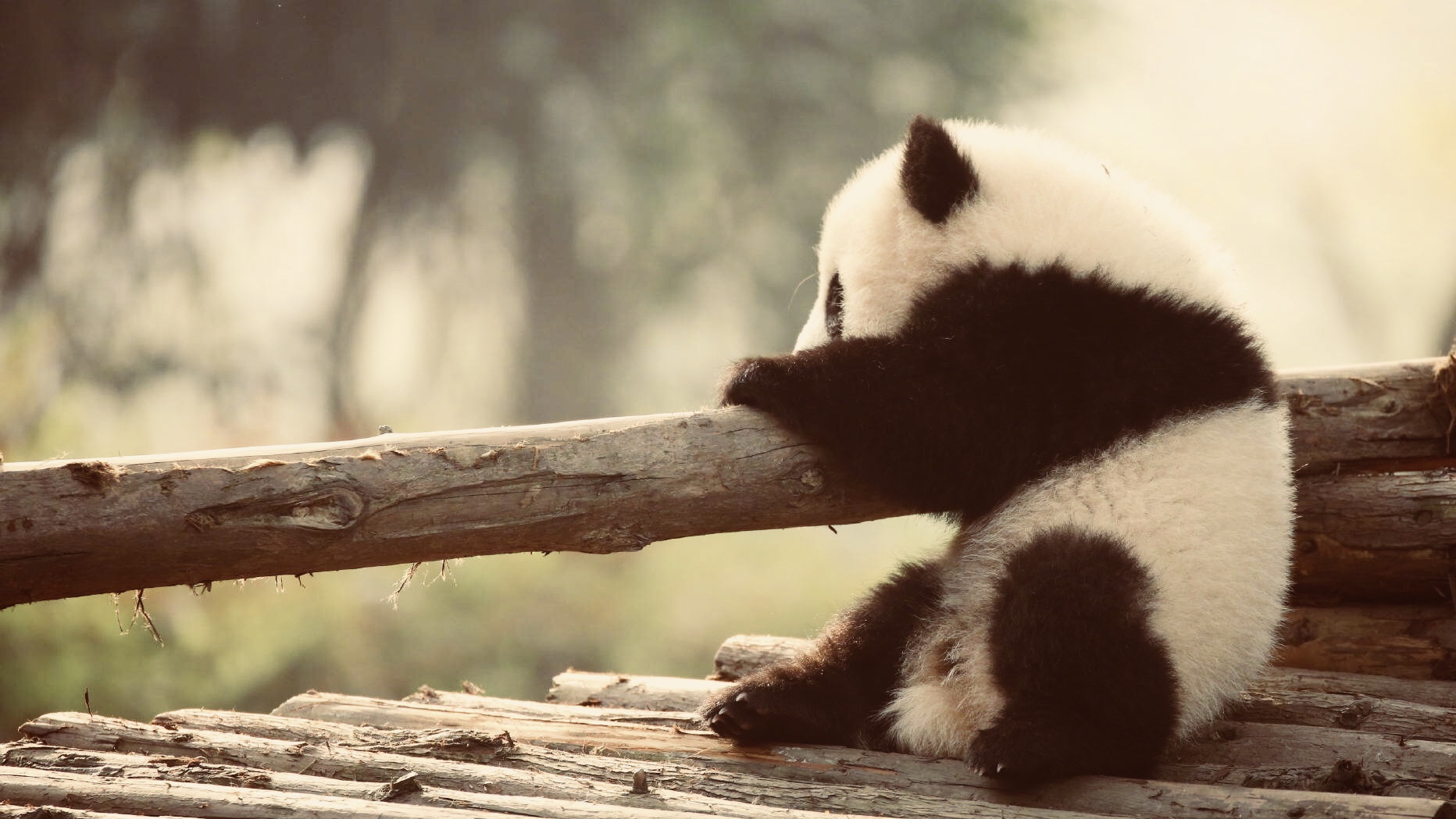 我时常能想起姥爷还在的时候