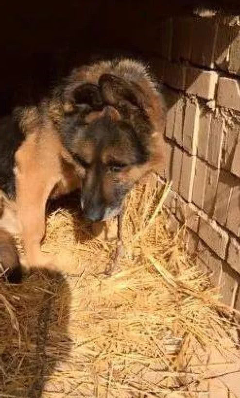 狗狗被铁链牢牢锁住,终生不得自由行走,凄惨模样让人心痛