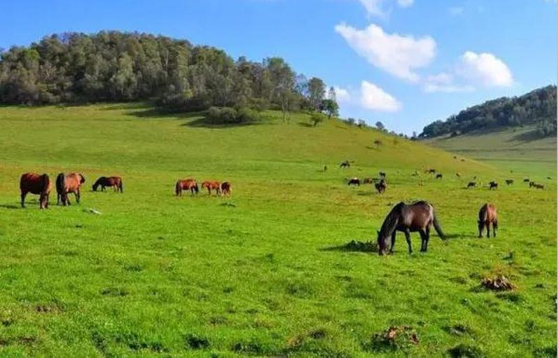 陝西境內,這個西北唯一高山草原,騎馬露營,可以媲美呼倫貝爾