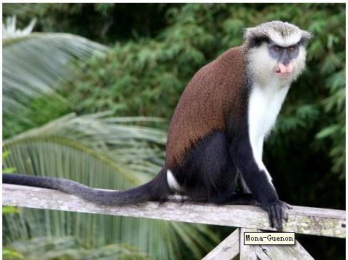 地球上10大最昂贵的珍稀动物, 第一高达1亿元, 大熊猫第三