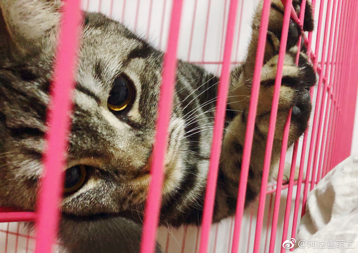 五月猫调皮被笼子实力上演铁窗泪