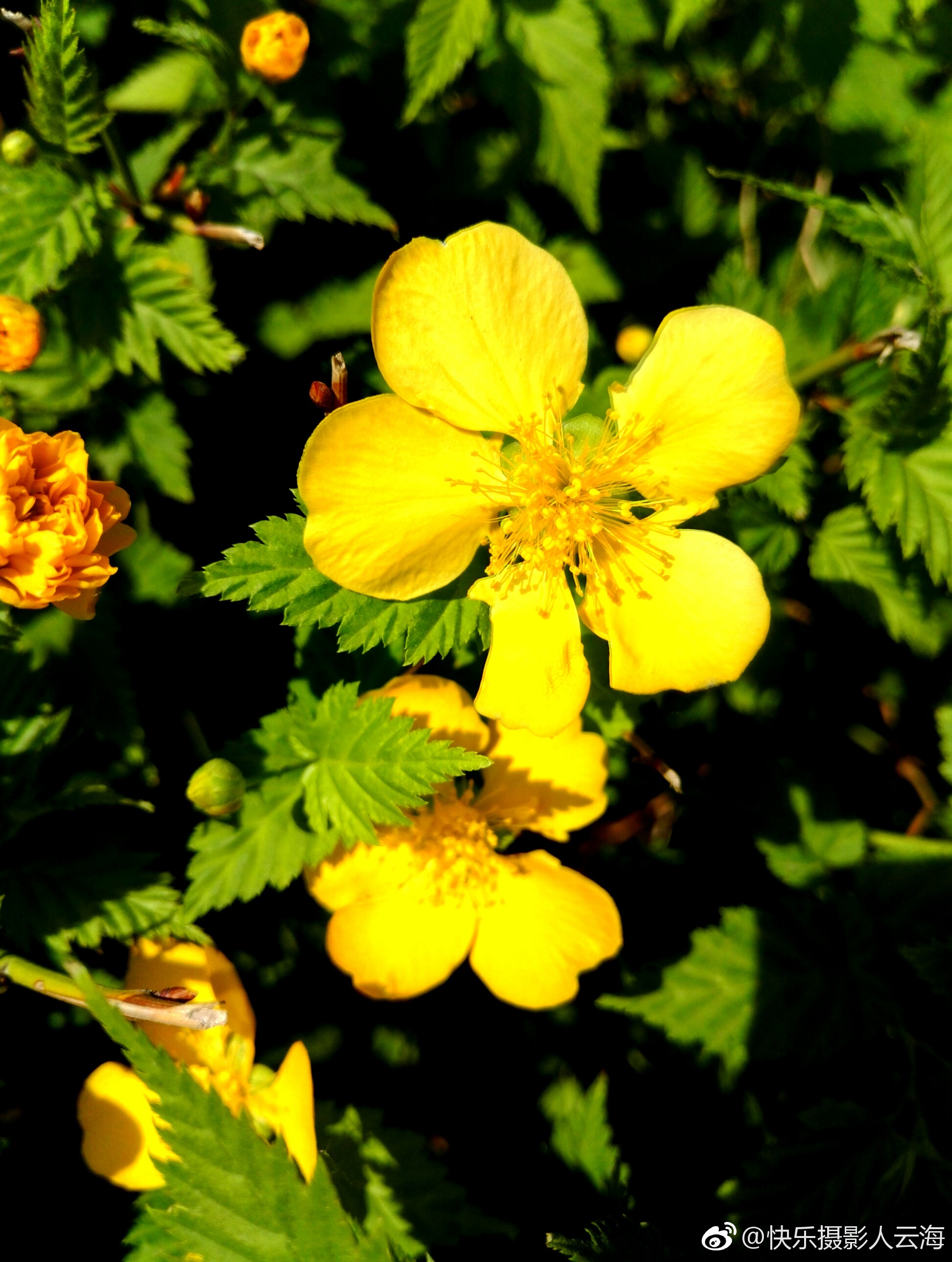 植物花卉小黄花