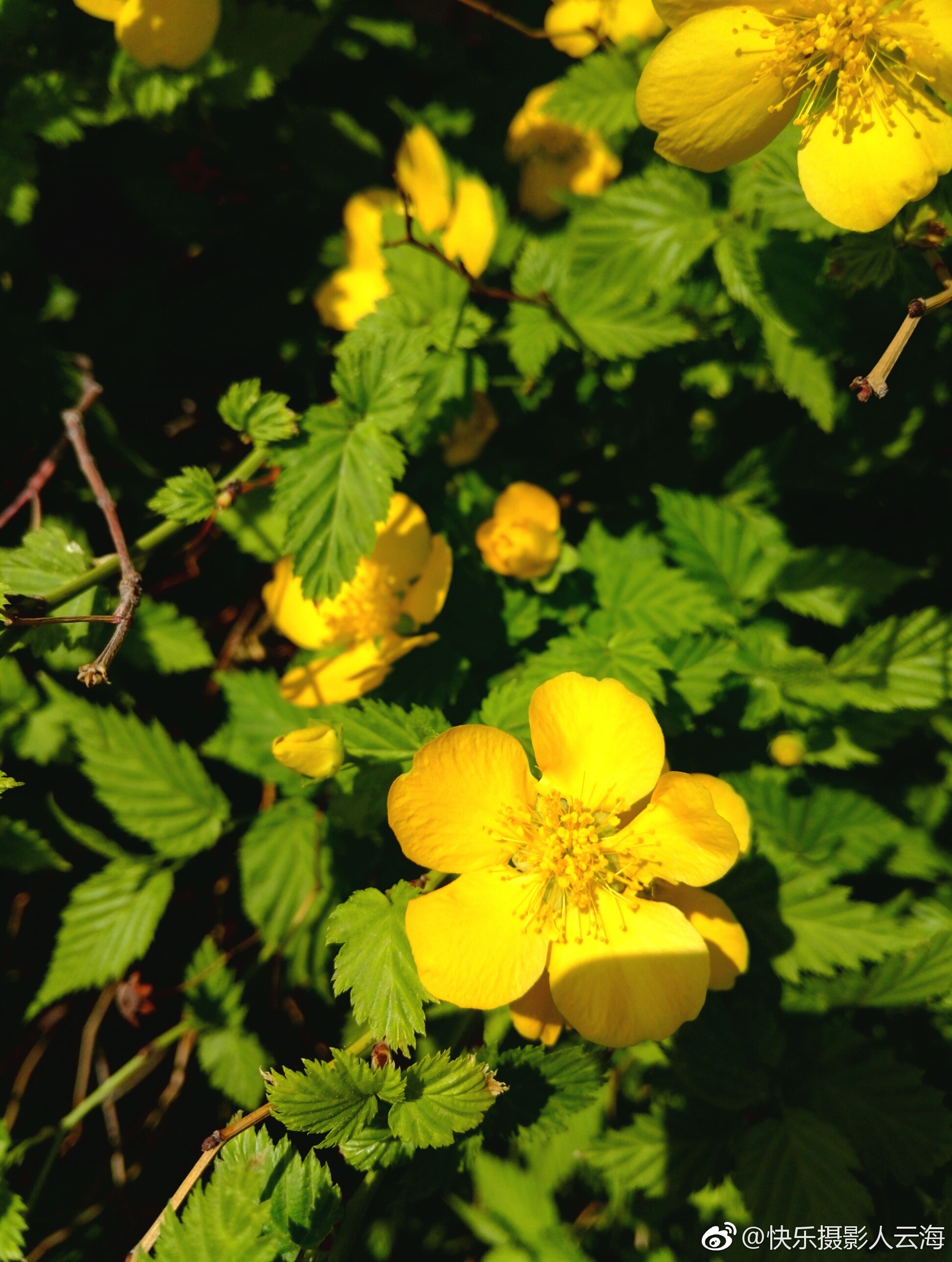 植物花卉小黄花