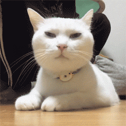 网友给猫咪梳毛,但是猫咪的毛有点紧,梳着梳着就变成了表情包!