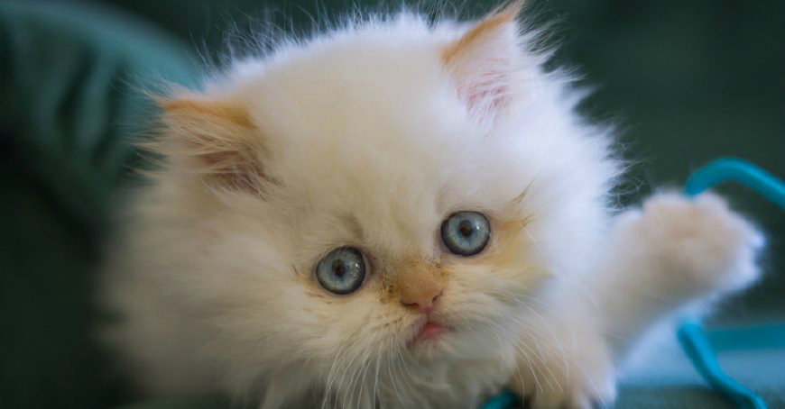 清新可爱白色猫咪萌可爱像是一团团软绵绵的白云