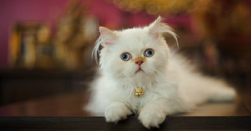 清新可爱白色猫咪,萌可爱像是一团团软绵绵的白云