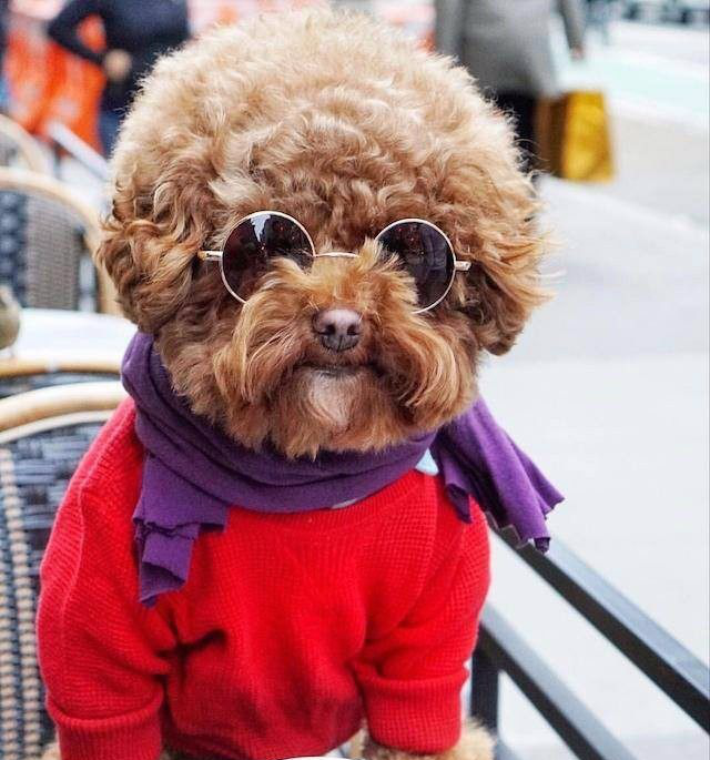 盘点网红动物,最后一个已经红几千年,看到第三张我笑