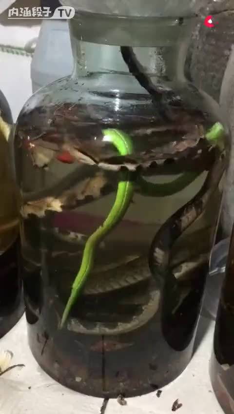 药酒原来都是放活蛇啊! 搞笑视频 谜之微笑