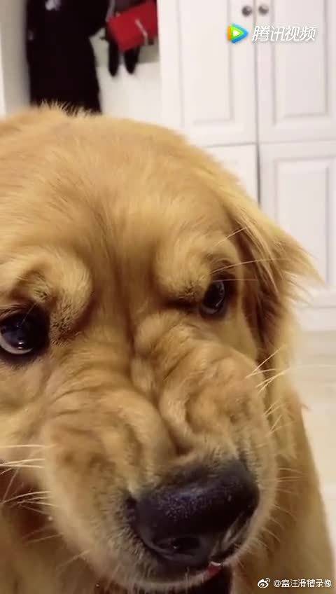 金毛轮胎:为什么小黑彬生气了,我这么想笑呢