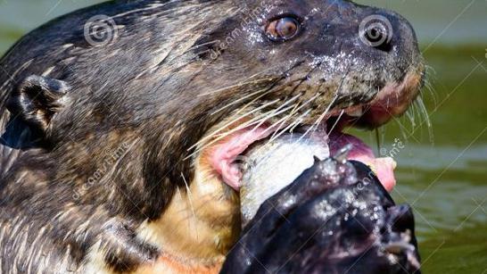 水獭猎杀食人鱼,再凶狠的动物也有天敌,真是大开眼界!