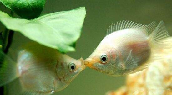 地球上10大最好养还便宜的宠物, 土猫有猫砂有食物就行