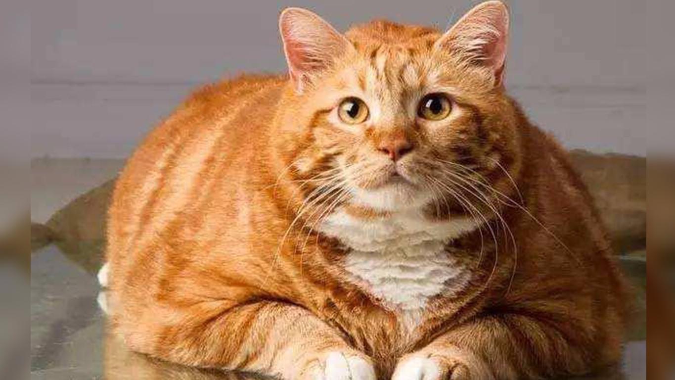 胖橘猫减肥三年,成功甩肉22斤!连猫都瘦了,你还要接着胖吗?