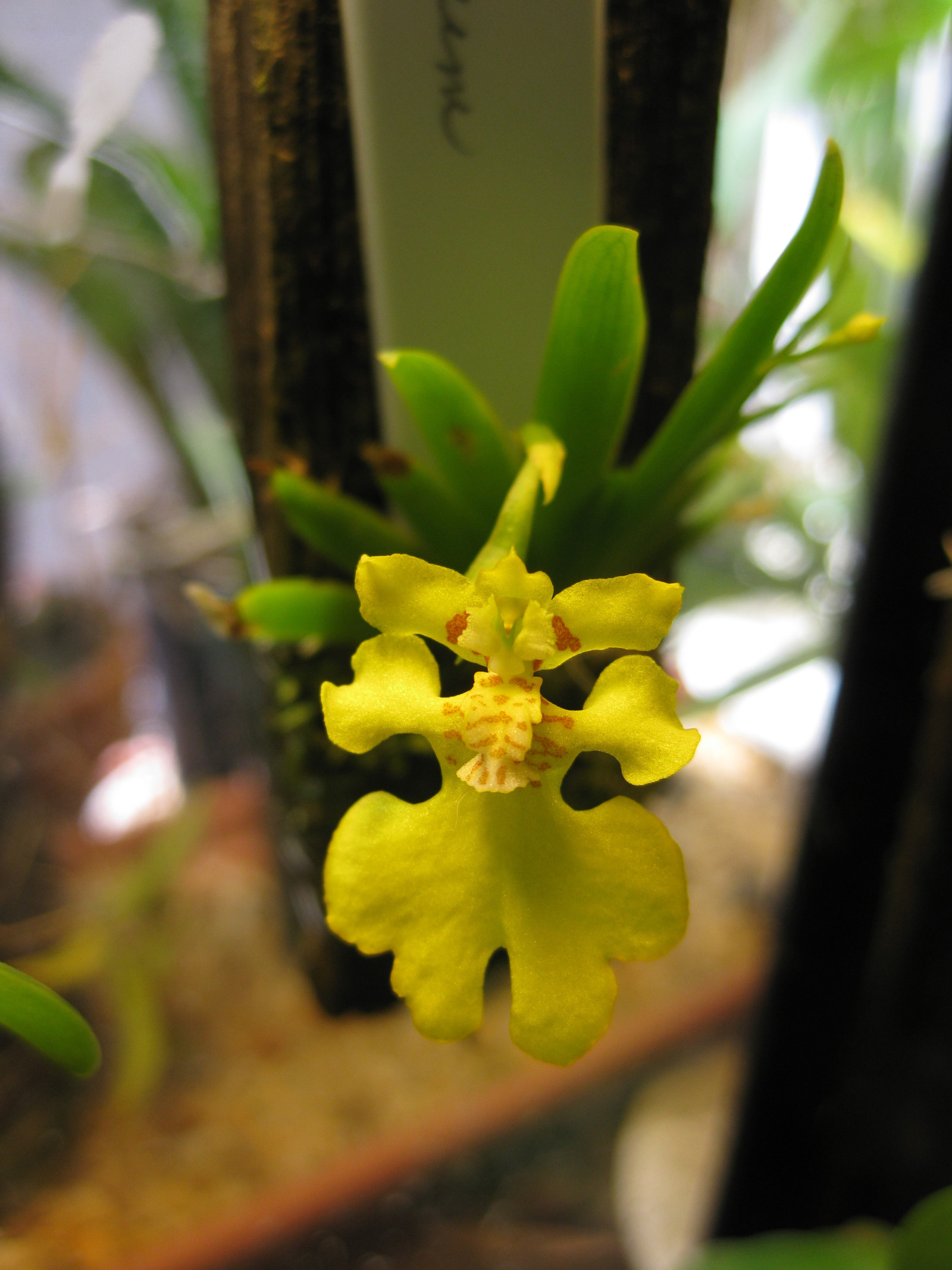 扇叶文心兰 --- " 植株小,株高2.5-3.5cm ,花径2.5cm,具淡香