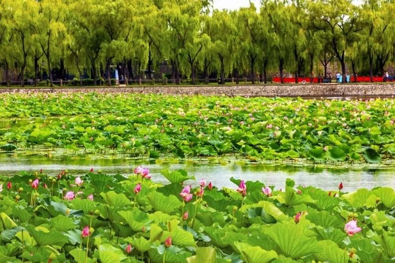 北京最驚豔的時刻到了最美的夏天就在這些地方太美啦