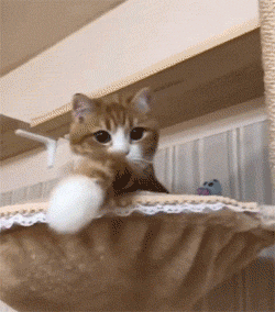 250_284gif 动态图 动图