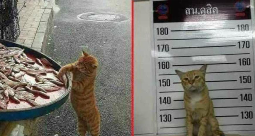 盘点那些猫咪偷吃被抓的瞬间!你能忍住不笑看到第几个?