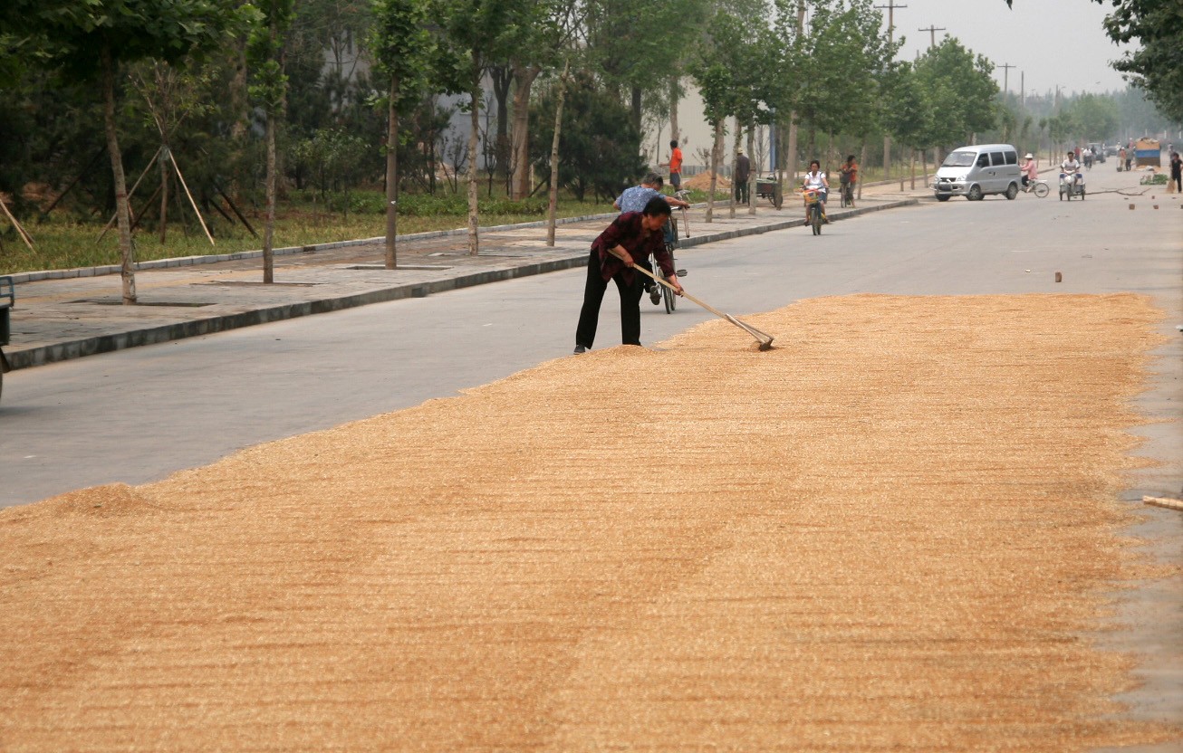 国道上晾晒小麦太危险! 村民:实在是没地方