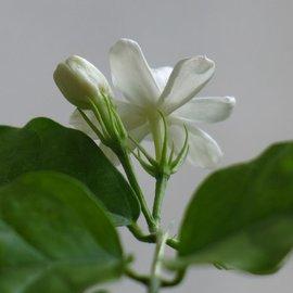 几中常见的清香花卉比香水还香喜欢可以养一盆哦